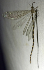 Clathroneuria schwarzi