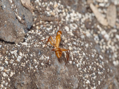 Camponotus variegatus