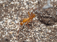 Camponotus variegatus