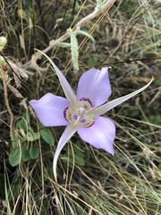 Calochortus macrocarpus macrocarpus