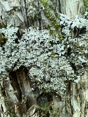 Physconia subpallida