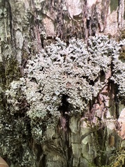 Physconia subpallida