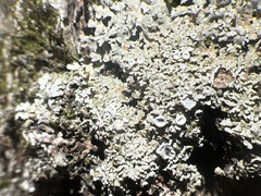 Physconia subpallida