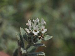 Marrubium peregrinum