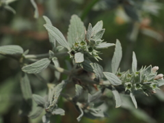 Marrubium peregrinum