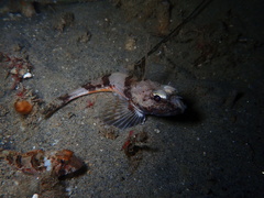 Chitonotus pugetensis