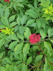 Sambucus racemosa