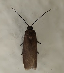 Urodus mirella