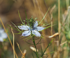 Nigella elata