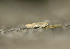 Phyllonorycter quercifoliella