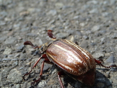 Polyphylla albolineata