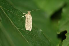 Agonopterix yeatiana
