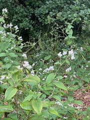 Koenigia campanulata