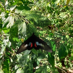Parides neophilus