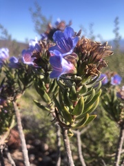 Lobostemon marlothii