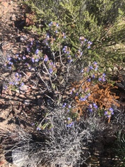 Lobostemon marlothii