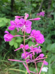 Chamaenerion angustifolium