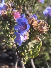 Lobostemon marlothii