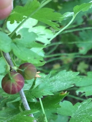 Ribes inerme