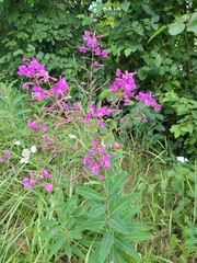 Chamaenerion angustifolium