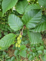 Alnus alnobetula