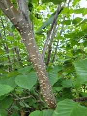 Alnus alnobetula