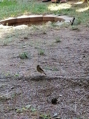 Phoenicurus phoenicurus phoenicurus