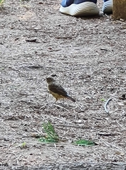 Phoenicurus phoenicurus phoenicurus