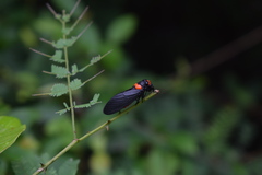 Huechys sanguinea