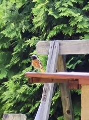 Phoenicurus phoenicurus phoenicurus