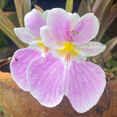 Miltoniopsis