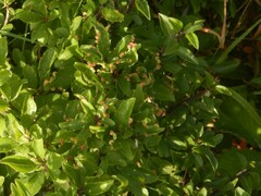 Eriophyes similis