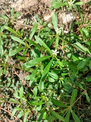 Mollugo verticillata