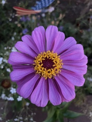 Zinniinae
