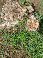 Mollugo verticillata