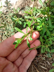 Mollugo verticillata