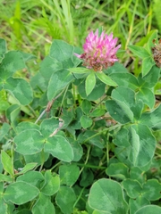 Trifolium pratense