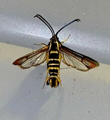 Synanthedon arkansasensis
