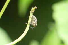 Sternuchopsis waltoni