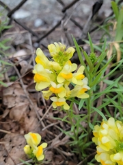 Linaria vulgaris