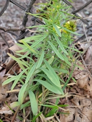 Linaria vulgaris