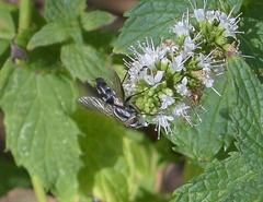 Vanderwulpia sequens