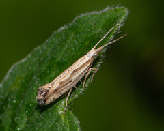Plutella porrectella