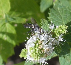 Vanderwulpia sequens