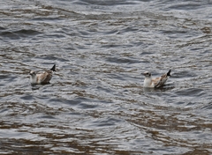 Chroicocephalus ridibundus