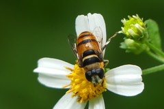 Phytomia argyrocephala