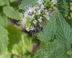 Vanderwulpia sequens