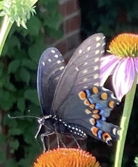 Papilio polyxenes