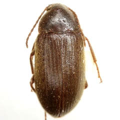 Hymenorus arkansanus