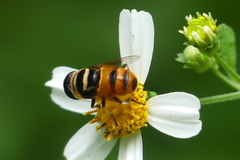 Phytomia argyrocephala